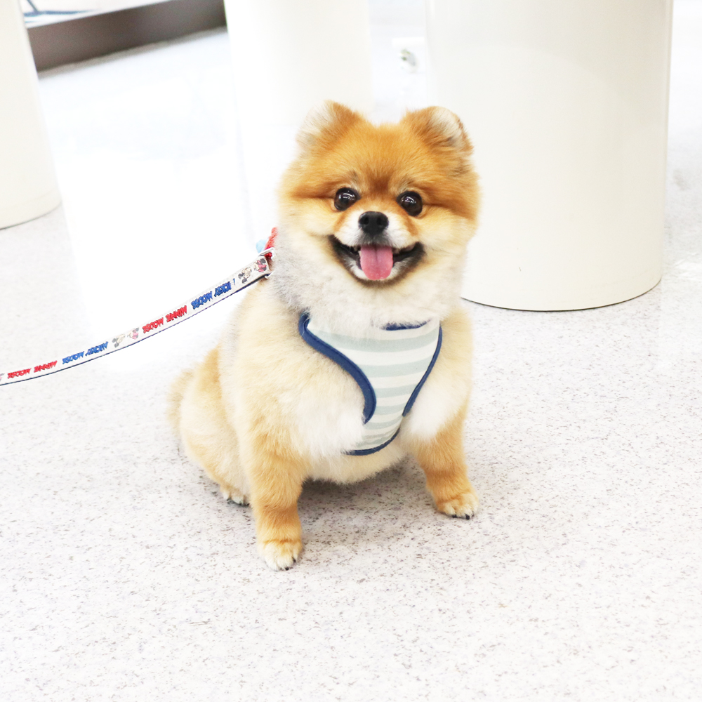 卒業犬のローラちゃんとごろうまるくん☆